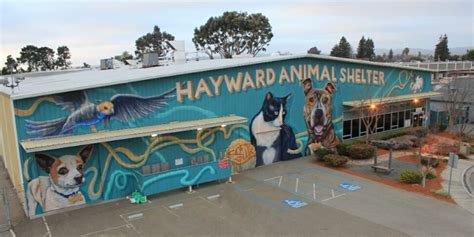 Hayward animal shelter - The Hayward Animal Services Bureau makes every adoptable animal available to individuals and registered animal placement groups and shelters. Staff handles over 5000 animals a year. The Animal Shelter provides information/guidance on suitability of various animals as pets and on adoptions.